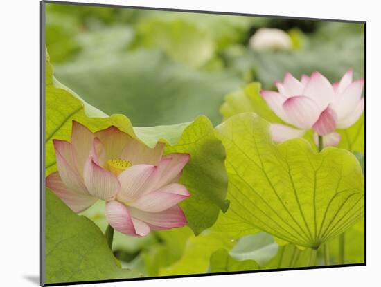 Lotus flower, China-Adam Jones-Mounted Photographic Print