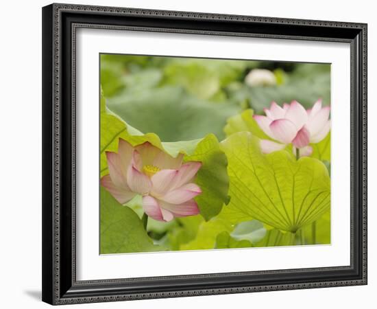 Lotus flower, China-Adam Jones-Framed Photographic Print