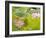 Lotus flower, China-Adam Jones-Framed Photographic Print