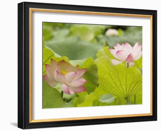 Lotus flower, China-Adam Jones-Framed Photographic Print