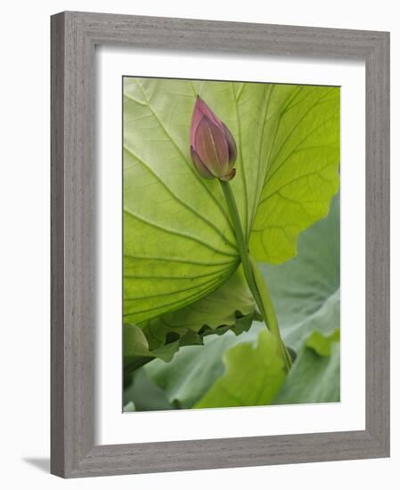 Lotus flower, China-Adam Jones-Framed Photographic Print