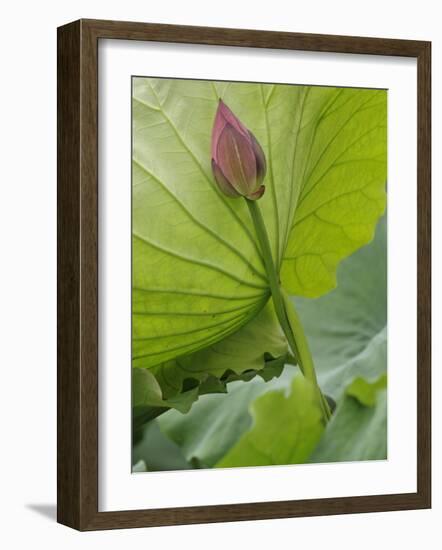 Lotus flower, China-Adam Jones-Framed Photographic Print