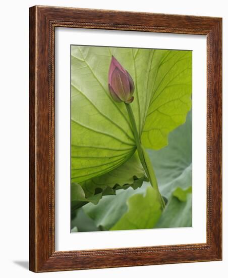 Lotus flower, China-Adam Jones-Framed Photographic Print