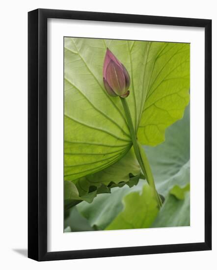 Lotus flower, China-Adam Jones-Framed Photographic Print