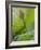 Lotus flower, China-Adam Jones-Framed Photographic Print