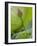 Lotus flower, China-Adam Jones-Framed Photographic Print