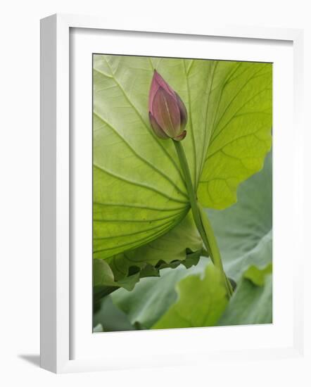 Lotus flower, China-Adam Jones-Framed Photographic Print