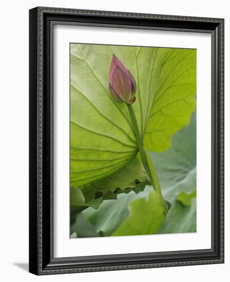 Lotus flower, China-Adam Jones-Framed Photographic Print