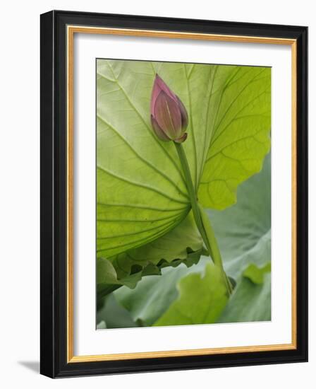 Lotus flower, China-Adam Jones-Framed Photographic Print