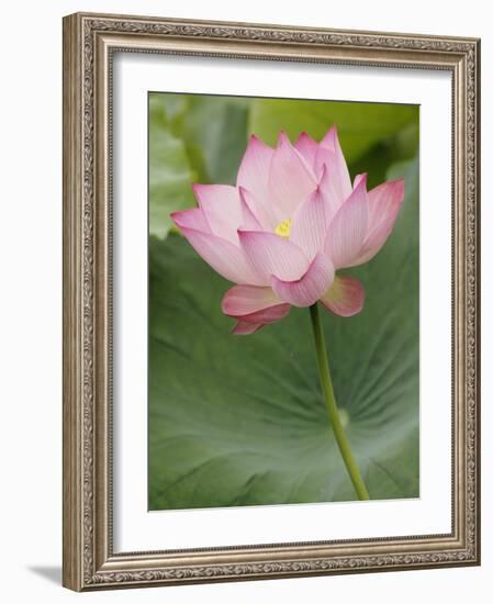 Lotus flower, China-Adam Jones-Framed Photographic Print