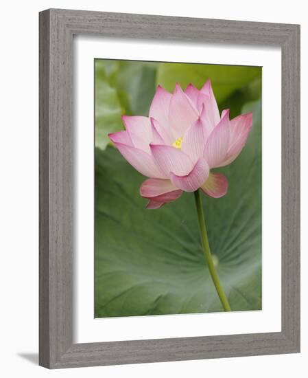 Lotus flower, China-Adam Jones-Framed Photographic Print