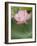 Lotus flower, China-Adam Jones-Framed Photographic Print