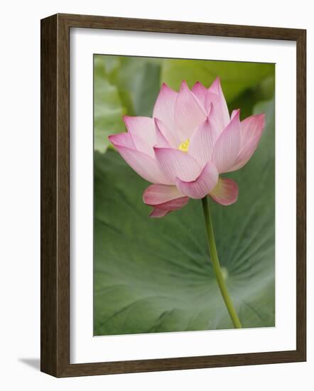 Lotus flower, China-Adam Jones-Framed Photographic Print