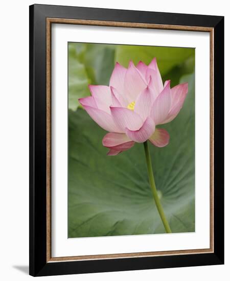 Lotus flower, China-Adam Jones-Framed Photographic Print