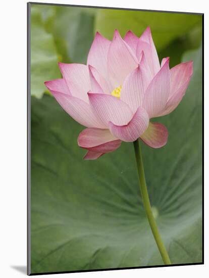 Lotus flower, China-Adam Jones-Mounted Photographic Print