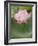 Lotus flower, China-Adam Jones-Framed Photographic Print