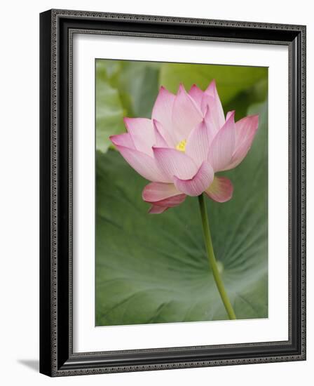 Lotus flower, China-Adam Jones-Framed Photographic Print