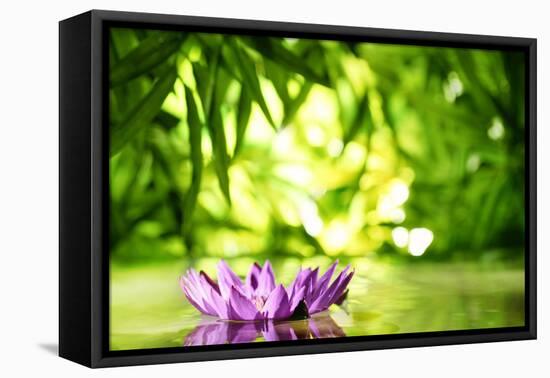 Lotus Flower Floating on Water in a Forest-Liang Zhang-Framed Premier Image Canvas