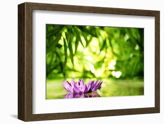 Lotus Flower Floating on Water in a Forest-Liang Zhang-Framed Photographic Print