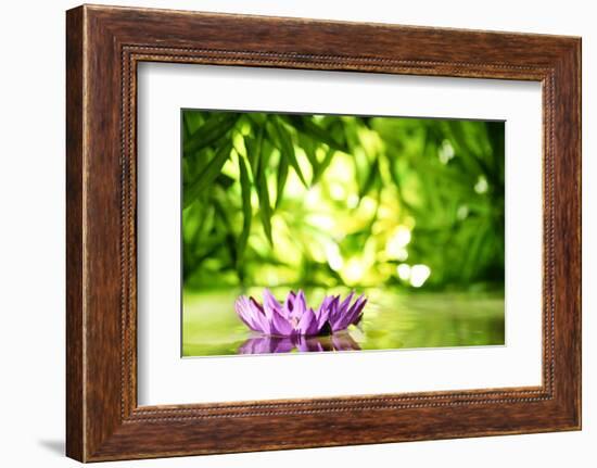 Lotus Flower Floating on Water in a Forest-Liang Zhang-Framed Photographic Print