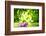 Lotus Flower Floating on Water in a Forest-Liang Zhang-Framed Photographic Print