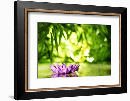 Lotus Flower Floating on Water in a Forest-Liang Zhang-Framed Photographic Print