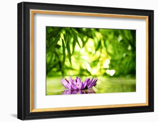 Lotus Flower Floating on Water in a Forest-Liang Zhang-Framed Photographic Print