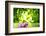 Lotus Flower Floating on Water in a Forest-Liang Zhang-Framed Photographic Print