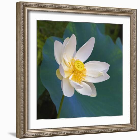 Lotus flower, Guangxi Province, China-Keren Su-Framed Photographic Print