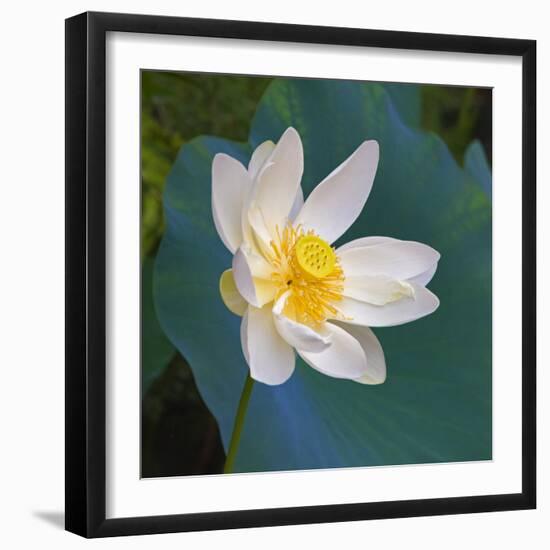 Lotus flower, Guangxi Province, China-Keren Su-Framed Photographic Print