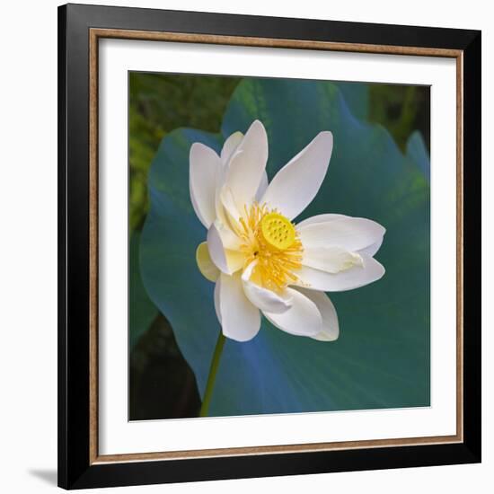 Lotus flower, Guangxi Province, China-Keren Su-Framed Photographic Print