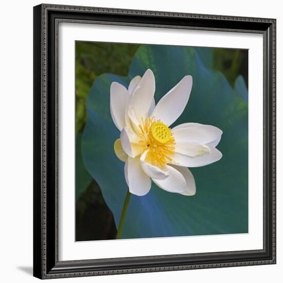 Lotus flower, Guangxi Province, China-Keren Su-Framed Photographic Print