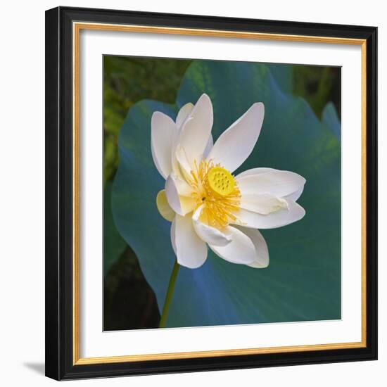 Lotus flower, Guangxi Province, China-Keren Su-Framed Photographic Print