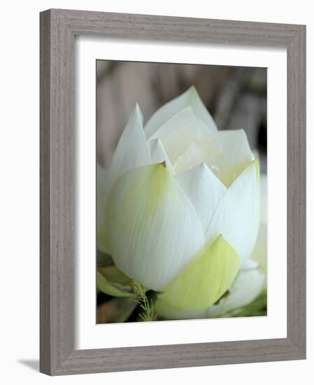 Lotus Flower, Hanoi, Vietnam, Indochina, Southeast Asia, Asia-Godong-Framed Photographic Print