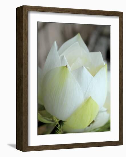 Lotus Flower, Hanoi, Vietnam, Indochina, Southeast Asia, Asia-Godong-Framed Photographic Print