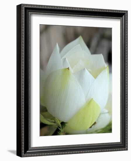 Lotus Flower, Hanoi, Vietnam, Indochina, Southeast Asia, Asia-Godong-Framed Photographic Print