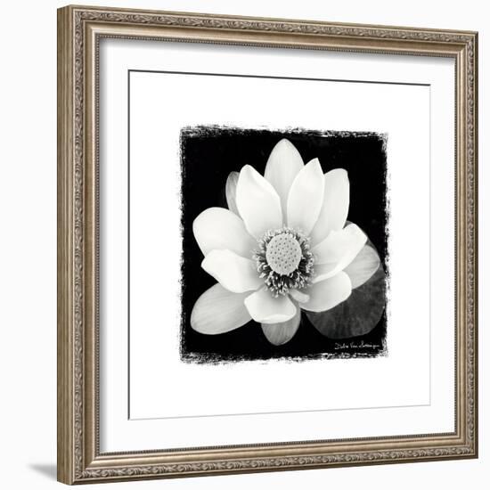 Lotus Flower II-Debra Van Swearingen-Framed Premium Giclee Print