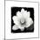 Lotus Flower II-Debra Van Swearingen-Mounted Premium Giclee Print