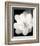 Lotus Flower III-Debra Van Swearingen-Framed Photo