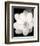 Lotus Flower III-Debra Van Swearingen-Framed Photo