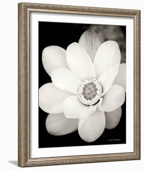 Lotus Flower III-Debra Van Swearingen-Framed Photo