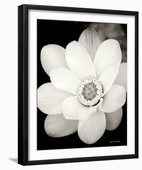 Lotus Flower III-Debra Van Swearingen-Framed Photo