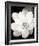 Lotus Flower III-Debra Van Swearingen-Framed Photo