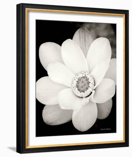 Lotus Flower III-Debra Van Swearingen-Framed Photo