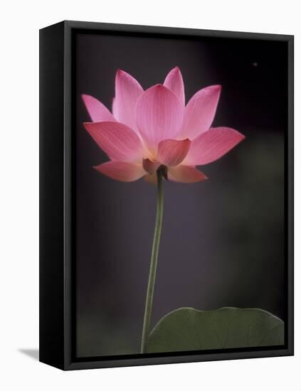 Lotus Flower in Bloom, Cambodia-Russell Young-Framed Premier Image Canvas