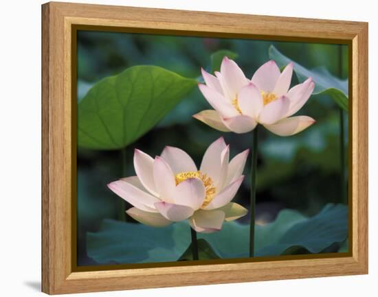 Lotus Flower in Blossom, China-Keren Su-Framed Premier Image Canvas