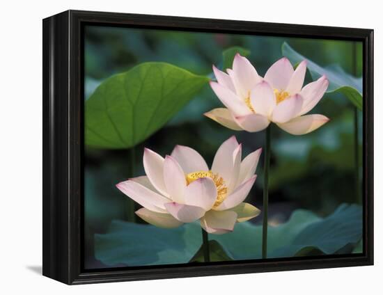 Lotus Flower in Blossom, China-Keren Su-Framed Premier Image Canvas