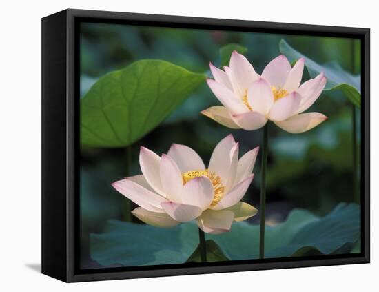 Lotus Flower in Blossom, China-Keren Su-Framed Premier Image Canvas