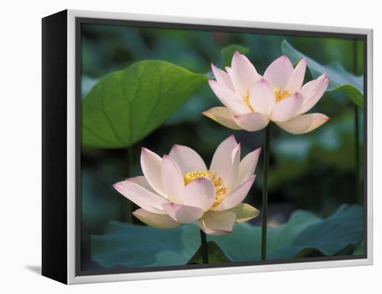 Lotus Flower in Blossom, China-Keren Su-Framed Premier Image Canvas
