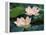 Lotus Flower in Blossom, China-Keren Su-Framed Premier Image Canvas